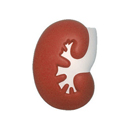 Large Kidney Shape Stress Reliever